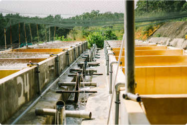 The Fish Fry Hatchery